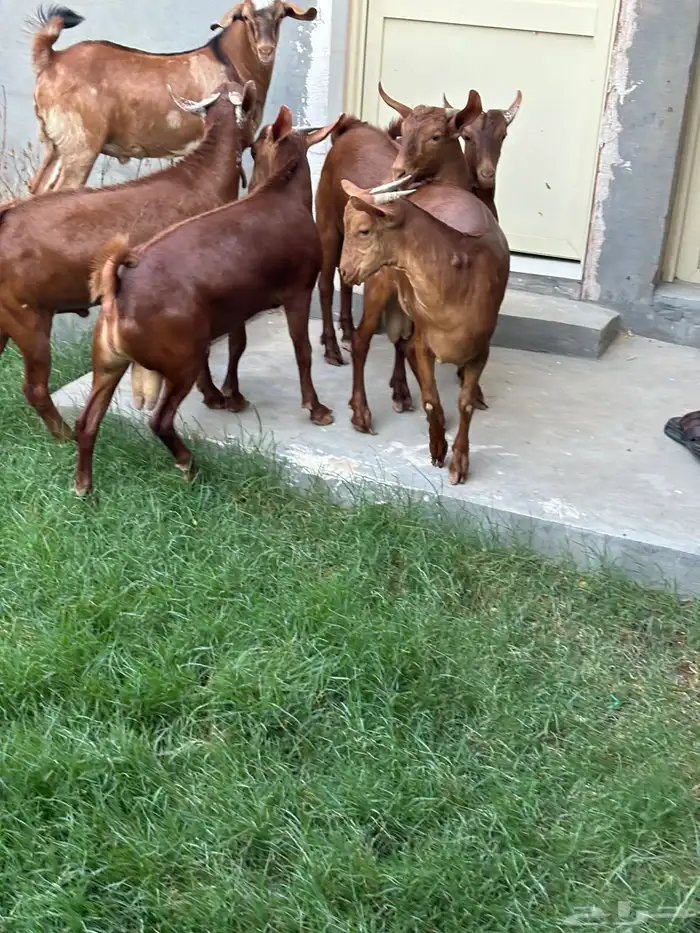 تيوس جنوبيه دهم ذبايح ( تم البيع ) 3