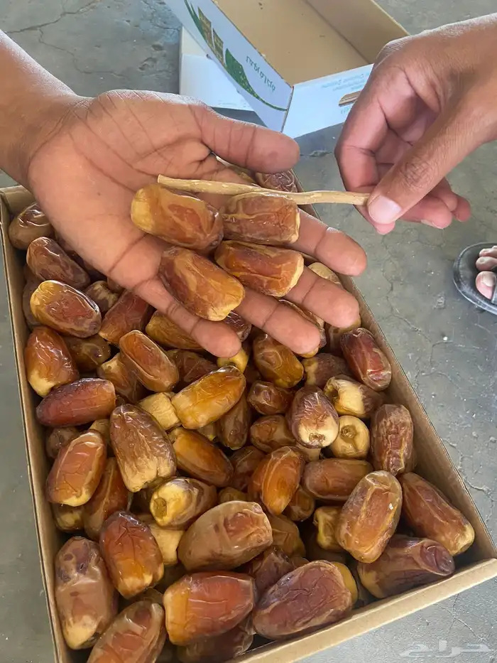 للبيع صقعي حبته كبيره وطيب 2