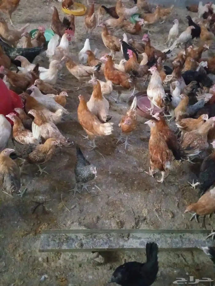 دجاج بلدي بشائر 3