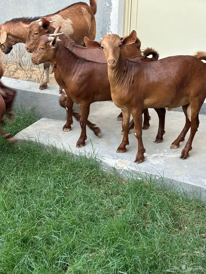 تيوس جنوبيه دهم وبيشيه ذبايح 2