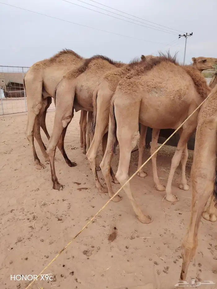قعدان جمله للبيع من جده 5