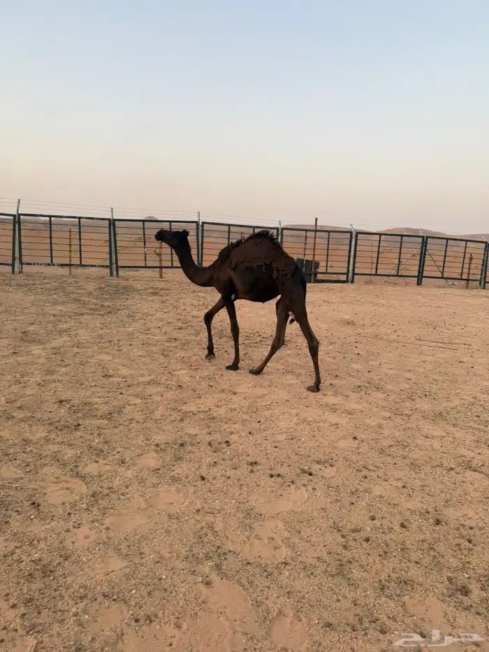 بكره مجهم طيبه 6