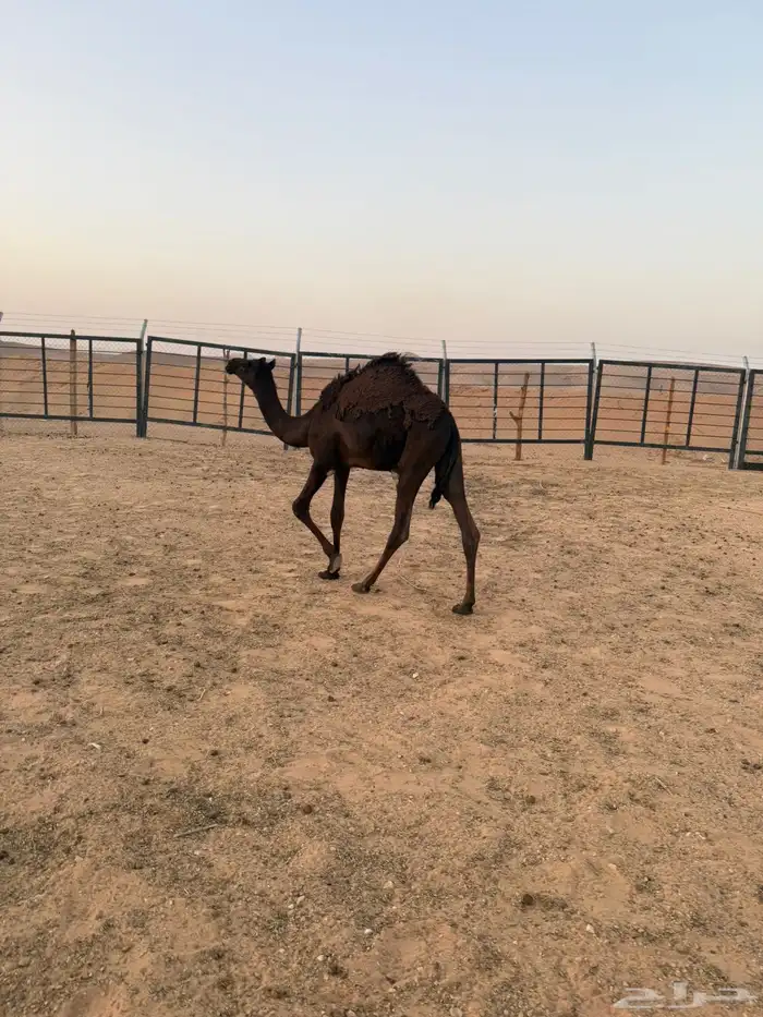 بكره مجهم طيبه 5