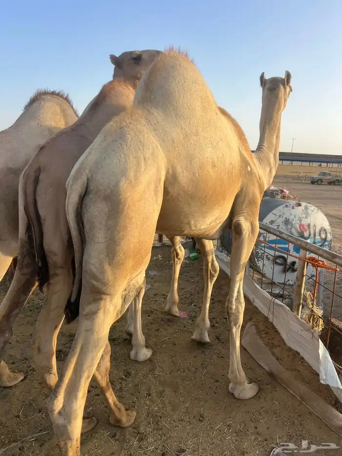 قعدان مفاريد للبيع 0