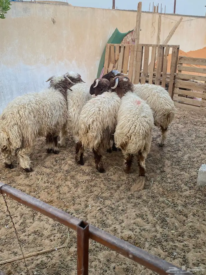 نعيم خرفان 1