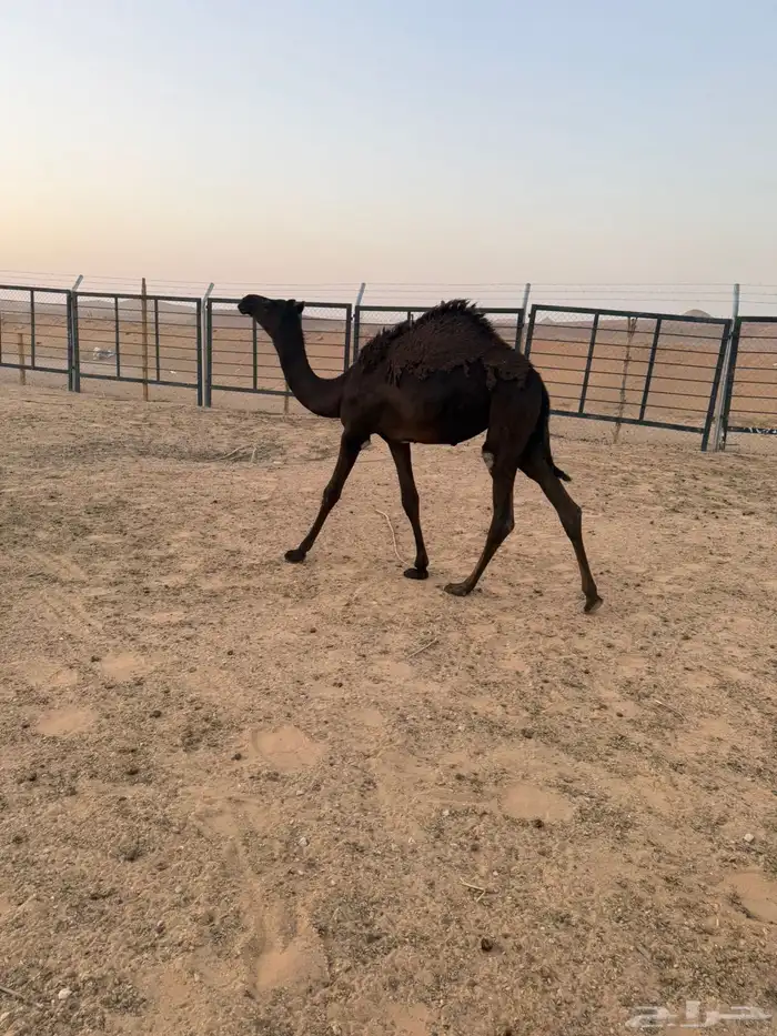 بكره مجهم طيبه 4