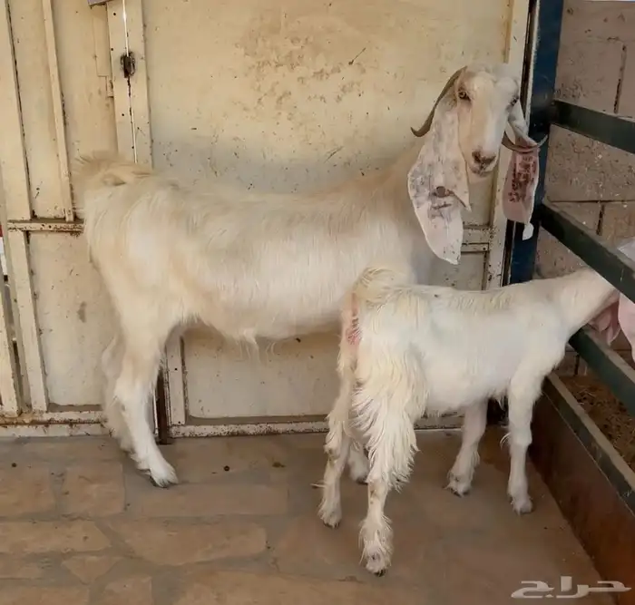 عنز مشروكة 2