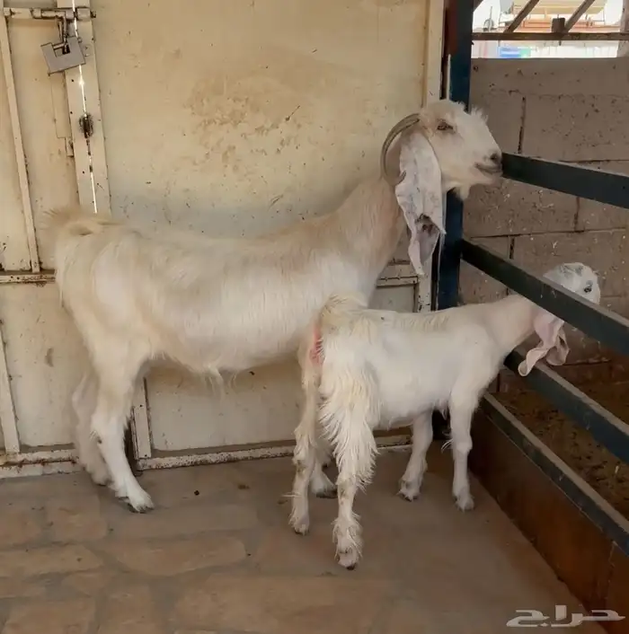 عنز مشروكة 0