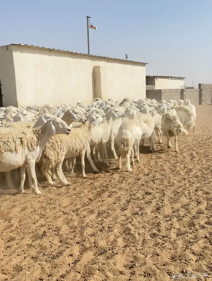 غنم حريات حرش مراح واحد 170 بفحول 6 دفيع ( تم البيع ) 19