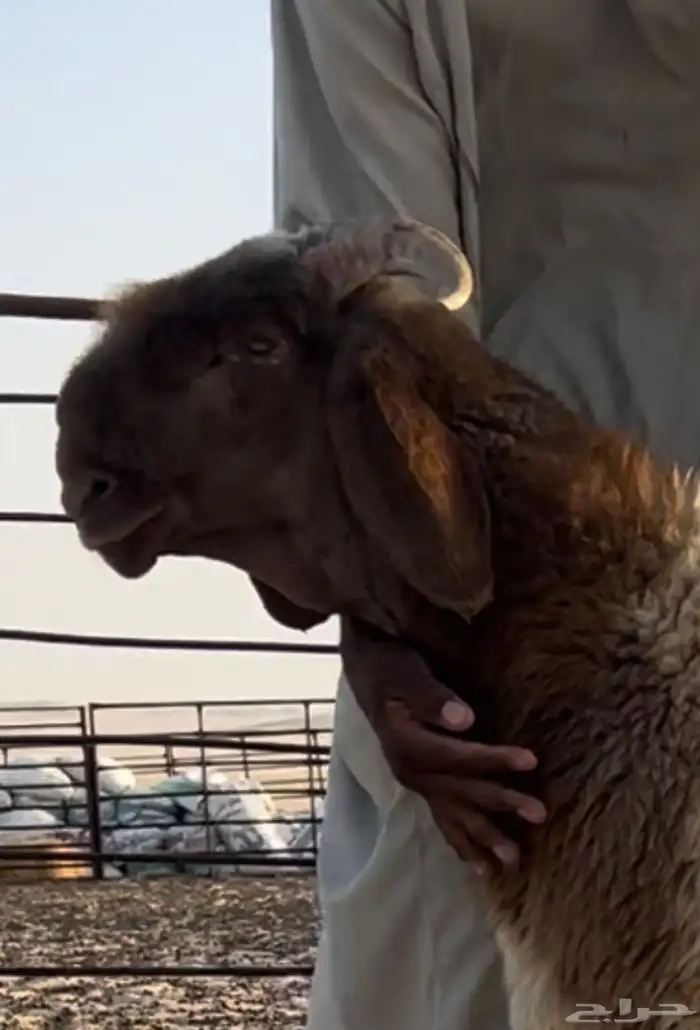 جذع صنف مشروع فحل 2