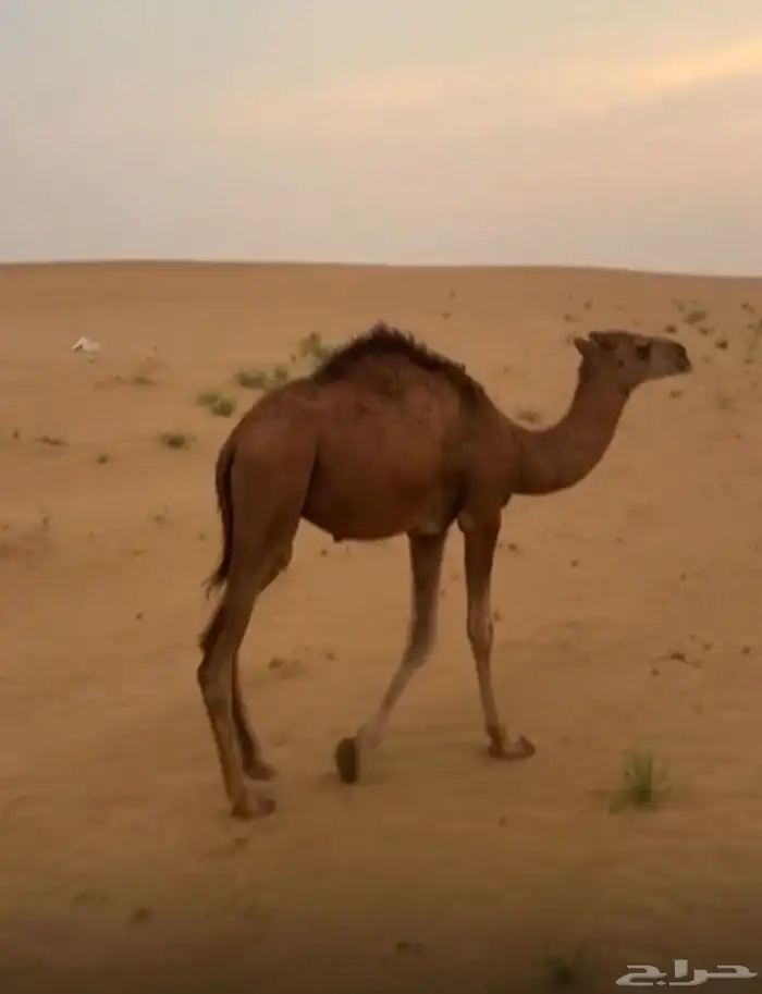 قعود عمره سنة 3