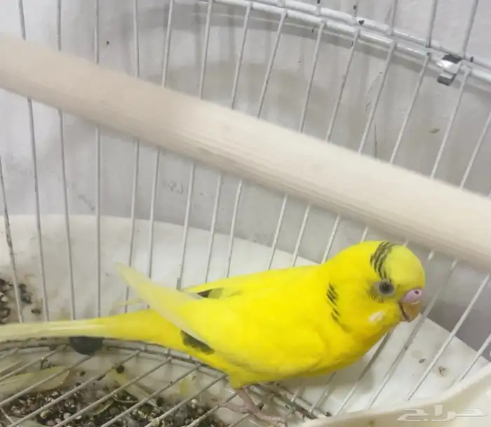 عصفور طيور الحب وعصفور صغير ما اعرف اسمه 1