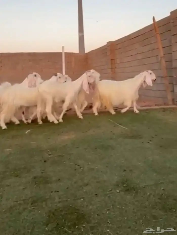 معزاء مصريات بيض 0