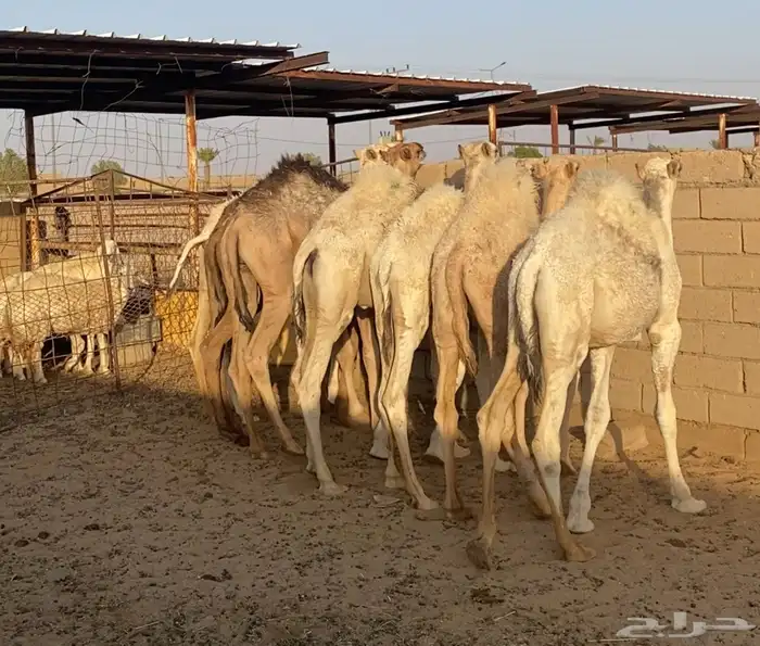 قعدان طيبه العدد 7 3