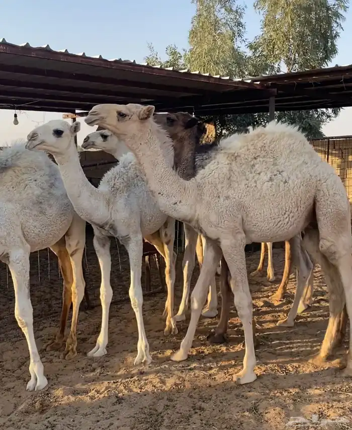 قعدان طيبه العدد 7 2