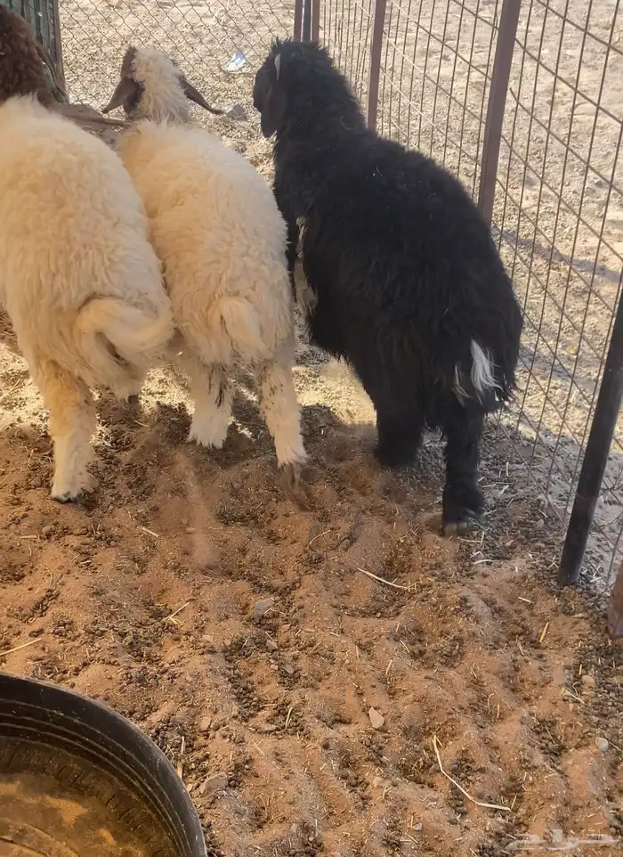 بهم نعيم نظيف جدا  مغلق شحم 1