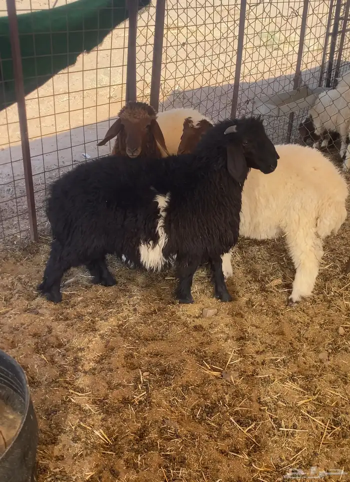 بهم نعيم نظيف جدا  مغلق شحم 4