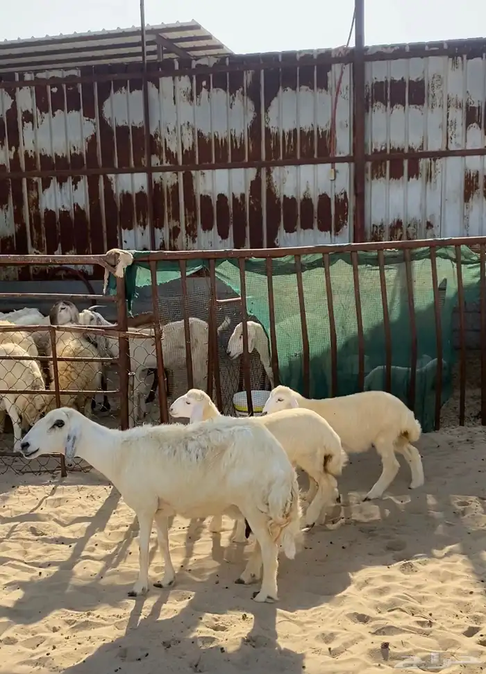 رغوث حرية متاومة 0
