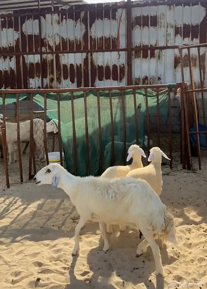 رغوث حرية متاومة 1