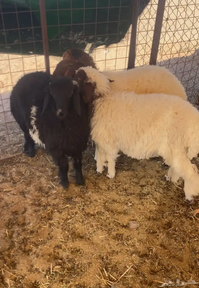 بهم نعيم نظيف جدا  مغلق شحم 5