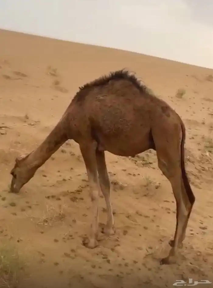 قعود عمره سنة 1