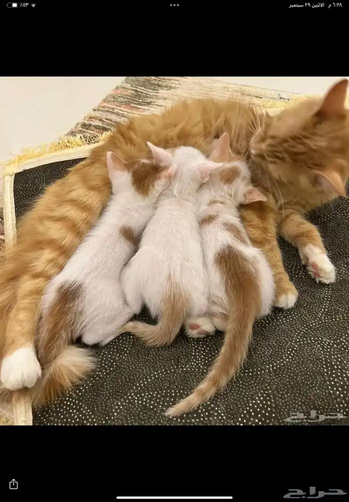 قطط تبني 0