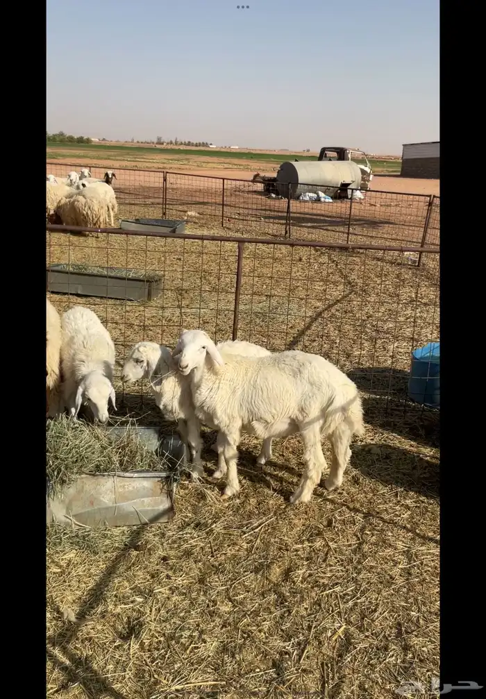طليان ربط 1