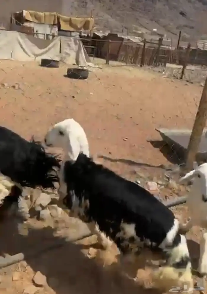 خروف نجدي بري لباني العمر خمس شهور يوجد سلخ وتوصيل 2