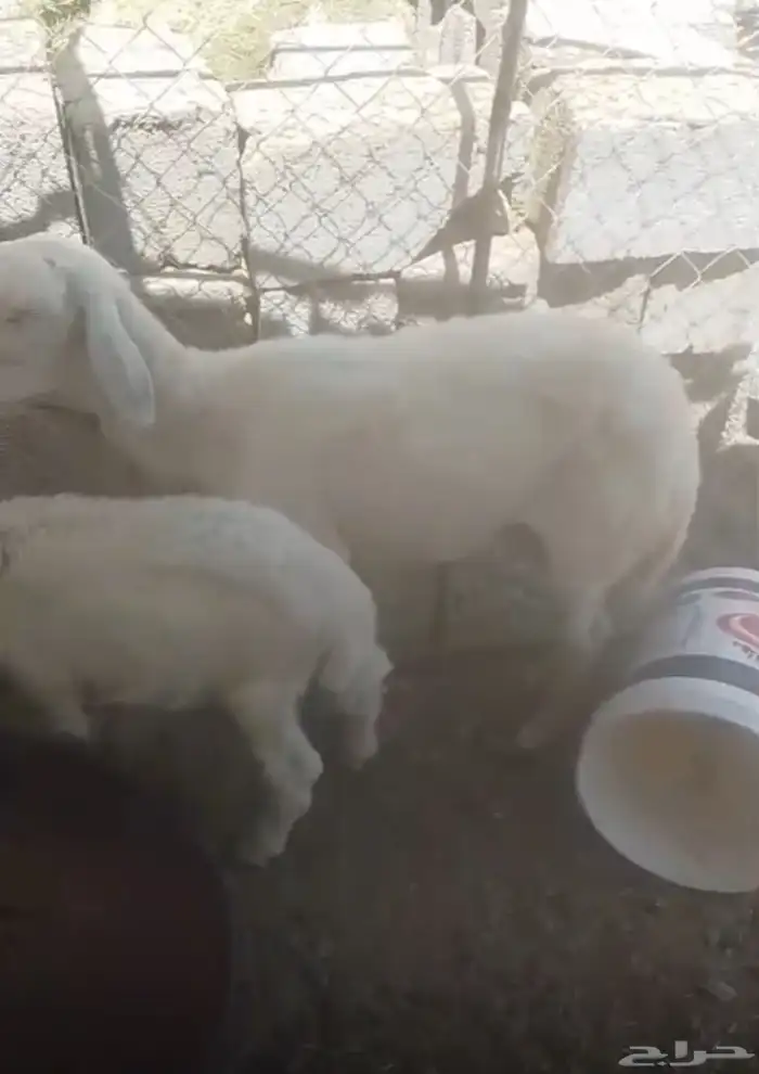 للبيع ضان ولد 1