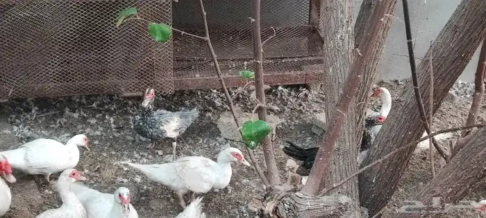 البيع اناثي بط مصري مسكوفي . 0