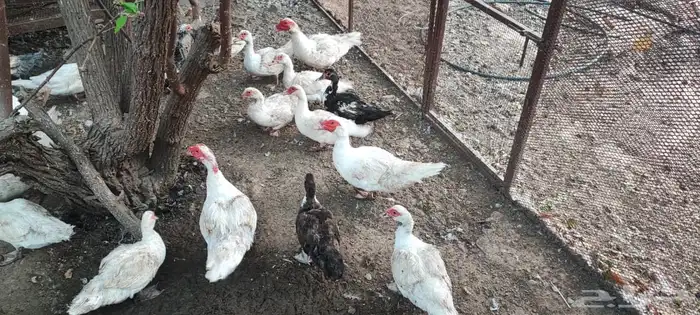 البيع اناثي بط مصري مسكوفي . 1