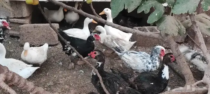 البيع اناثي بط مصري مسكوفي . 3