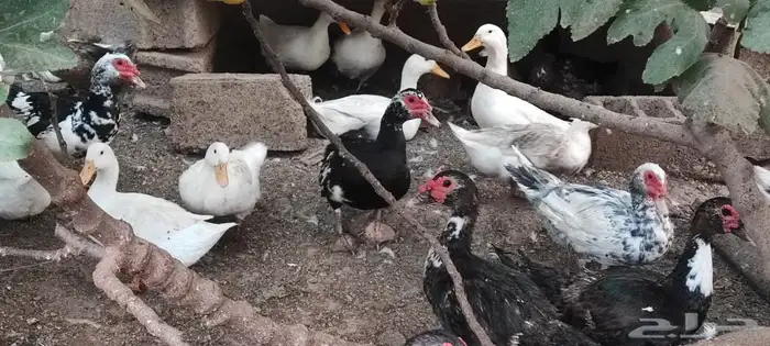 البيع اناثي بط مصري مسكوفي . 2