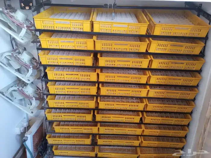 فقاسة ل2400 بيضة 1