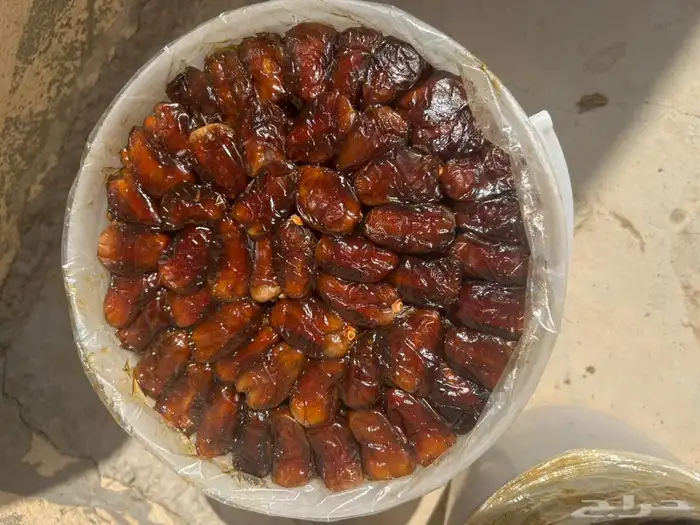 سطول برني وكعيمر 7