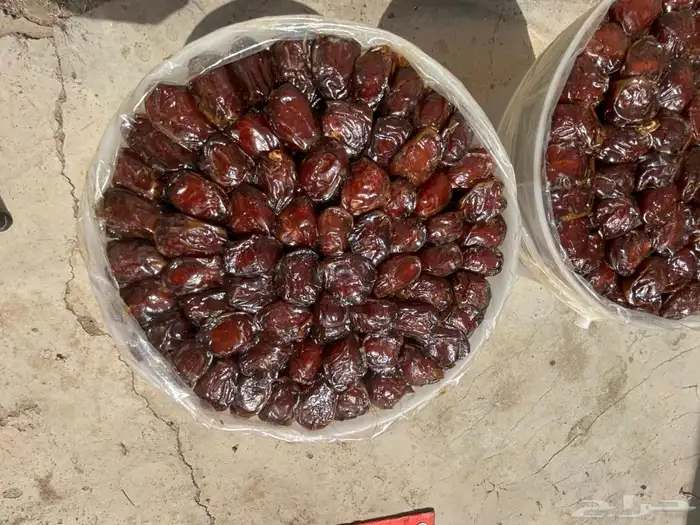 سطول برني وكعيمر 6