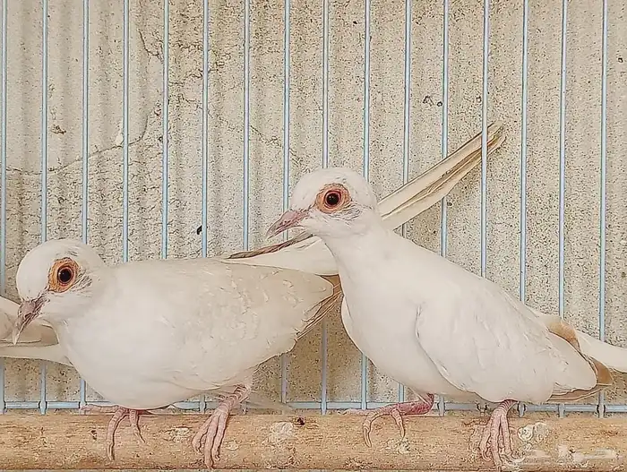 يمام للبيع 3