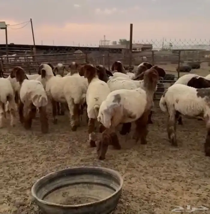 جدعات نعيمي صنف مقنوي طيبة 6