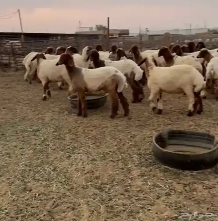 جدعات نعيمي صنف مقنوي طيبة 1