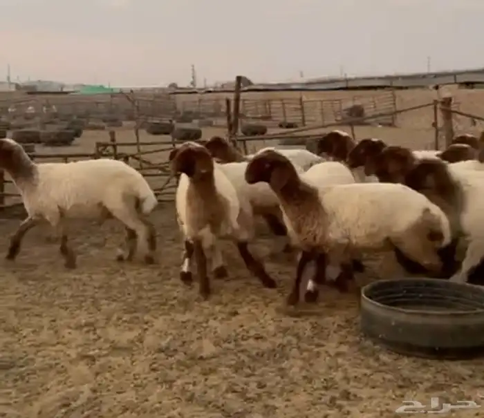 جدعات نعيمي صنف مقنوي طيبة 4