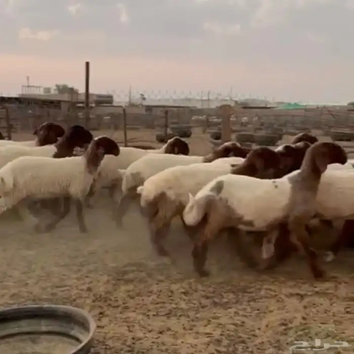 جدعات نعيمي صنف مقنوي طيبة 0