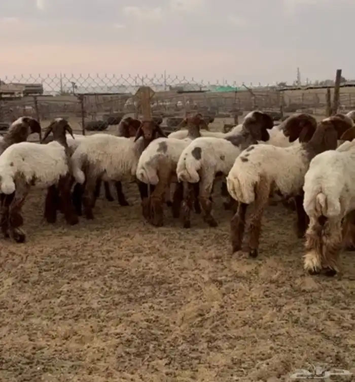 جدعات نعيمي صنف مقنوي طيبة 2