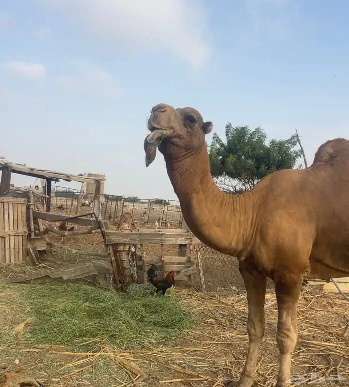 جمل 5