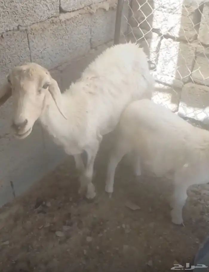 للبيع ضان ولد 0