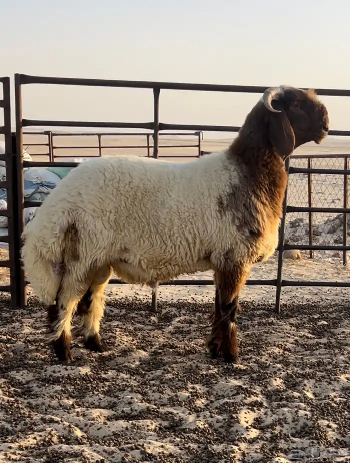 جذع صنف مشروع فحل 0