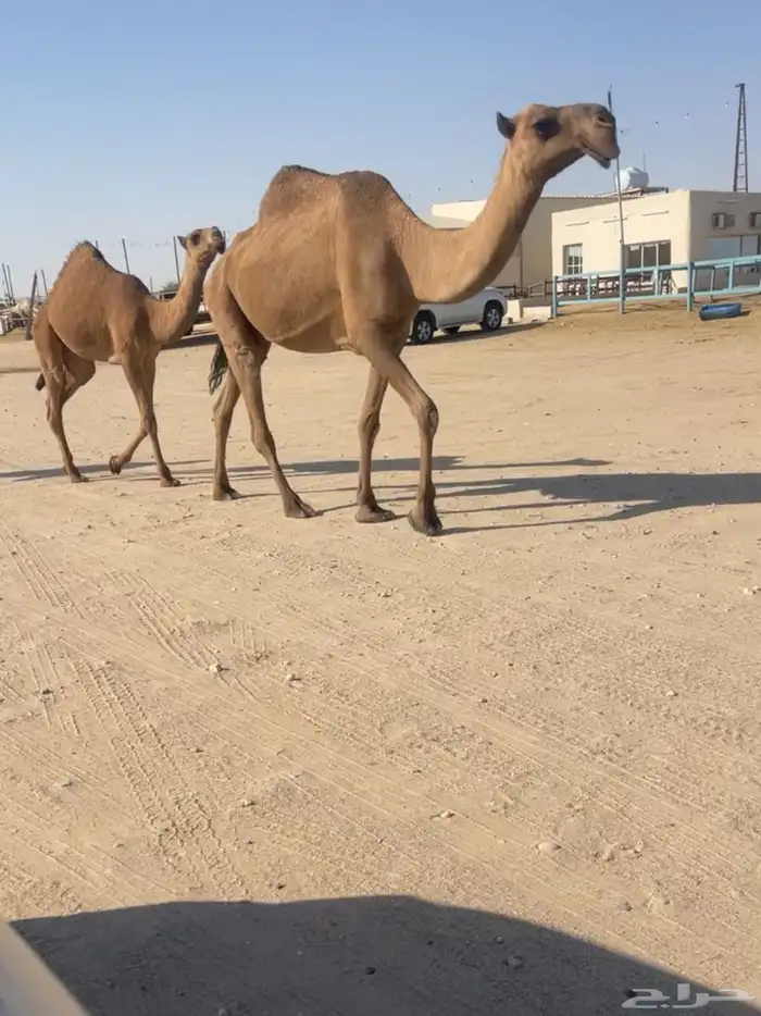ناقه ضريبه منتج البيع بدون بنتها 2