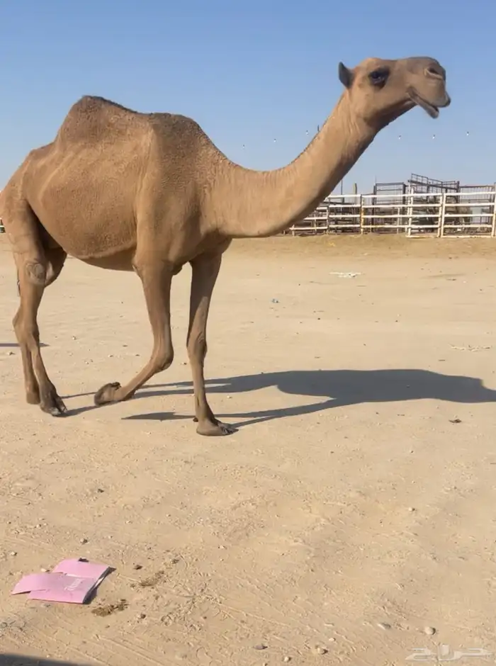 ناقه ضريبه منتج البيع بدون بنتها 1