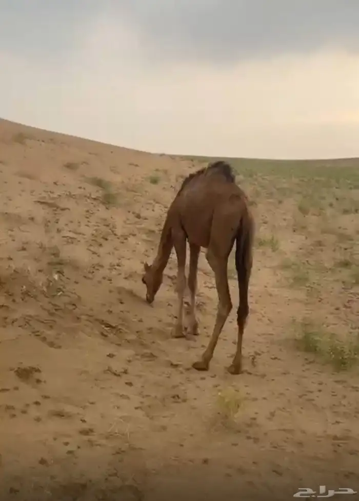 قعود عمره سنة 2