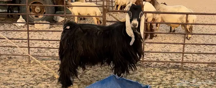 تيس عارضي سنه سديس طيب وشرط القريع 0