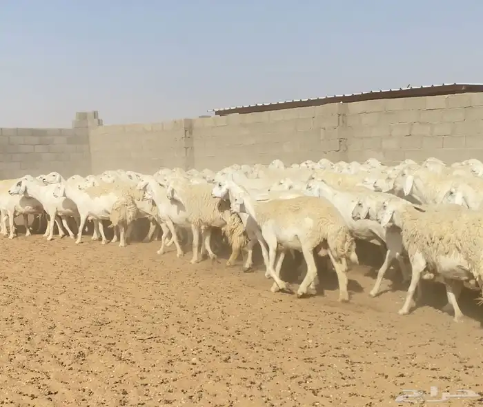 غنم حريات حرش مراح واحد 170 بفحول 6 دفيع ( تم البيع ) 15